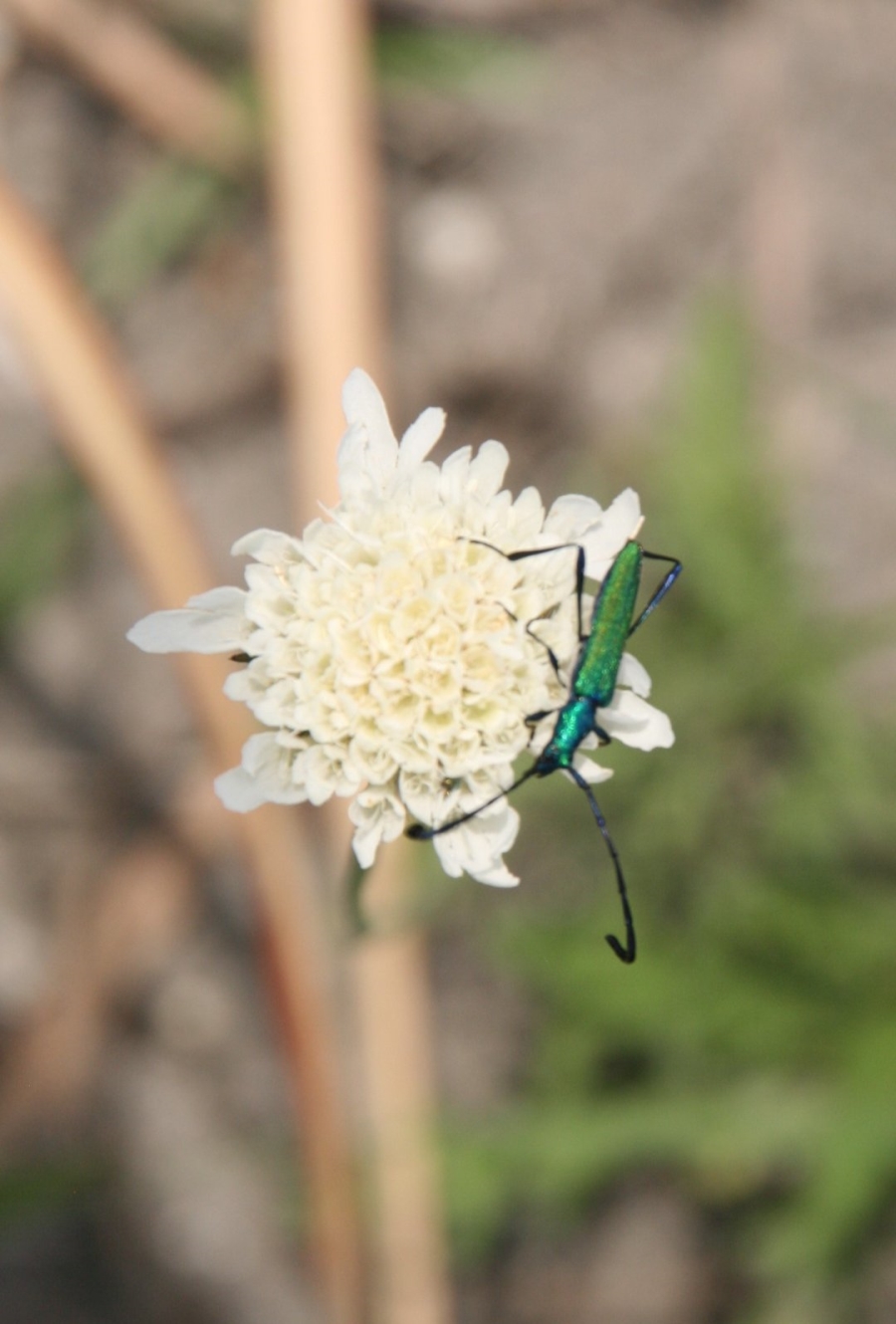 Commercial Property for Sale in La Camargue Private Country Estate North West